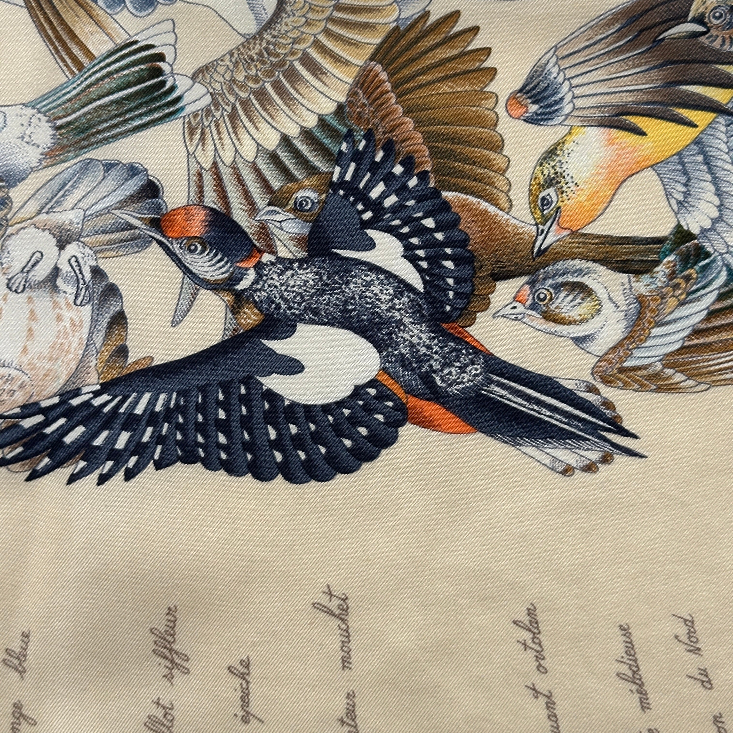 Gros plan sur un oiseau au plumage noir, blanc et rouge